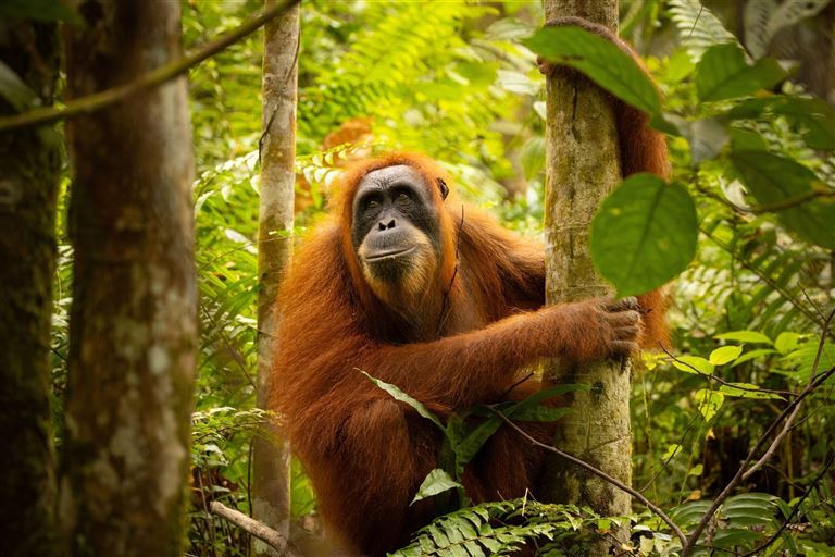 Die ausführliche Reise Sumatra, Java & Bali ©photocech /adobestock
